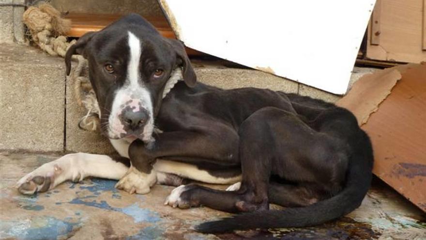 El perro desnutrido y deshidratado rescatado por la Policía en un patio de un domicilio de Palma en 2013.