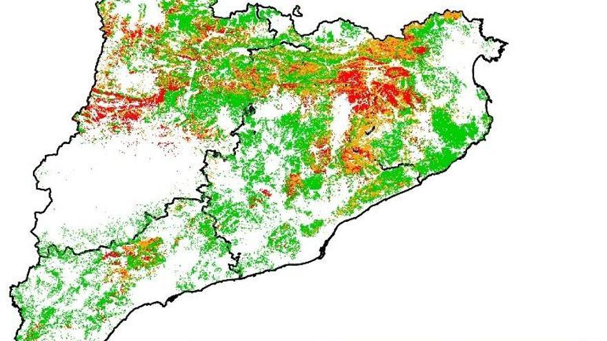 Girona, la província catalana amb més boscos vulnerables per sequera.