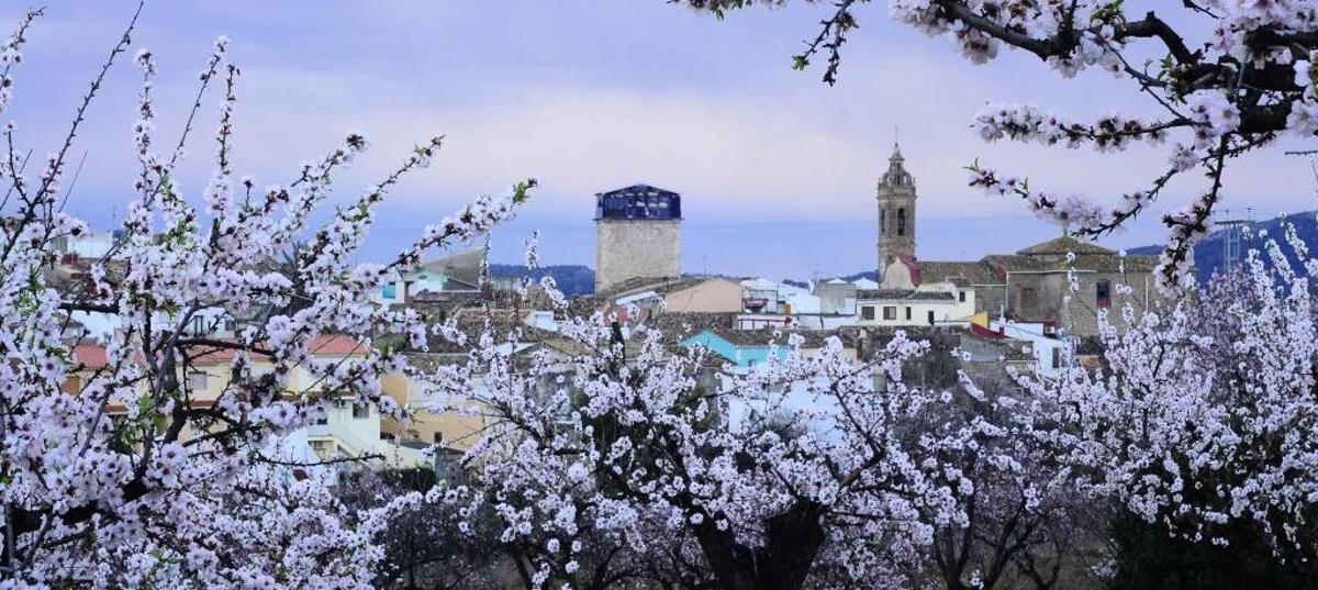 Alcalalí, el estallido de la flor del almendro