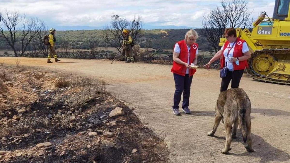Dos voluntarias de Cruz Roja atienden a un mastín perdido en el incendio de la Sierra de la Culebra. | C. R. E.