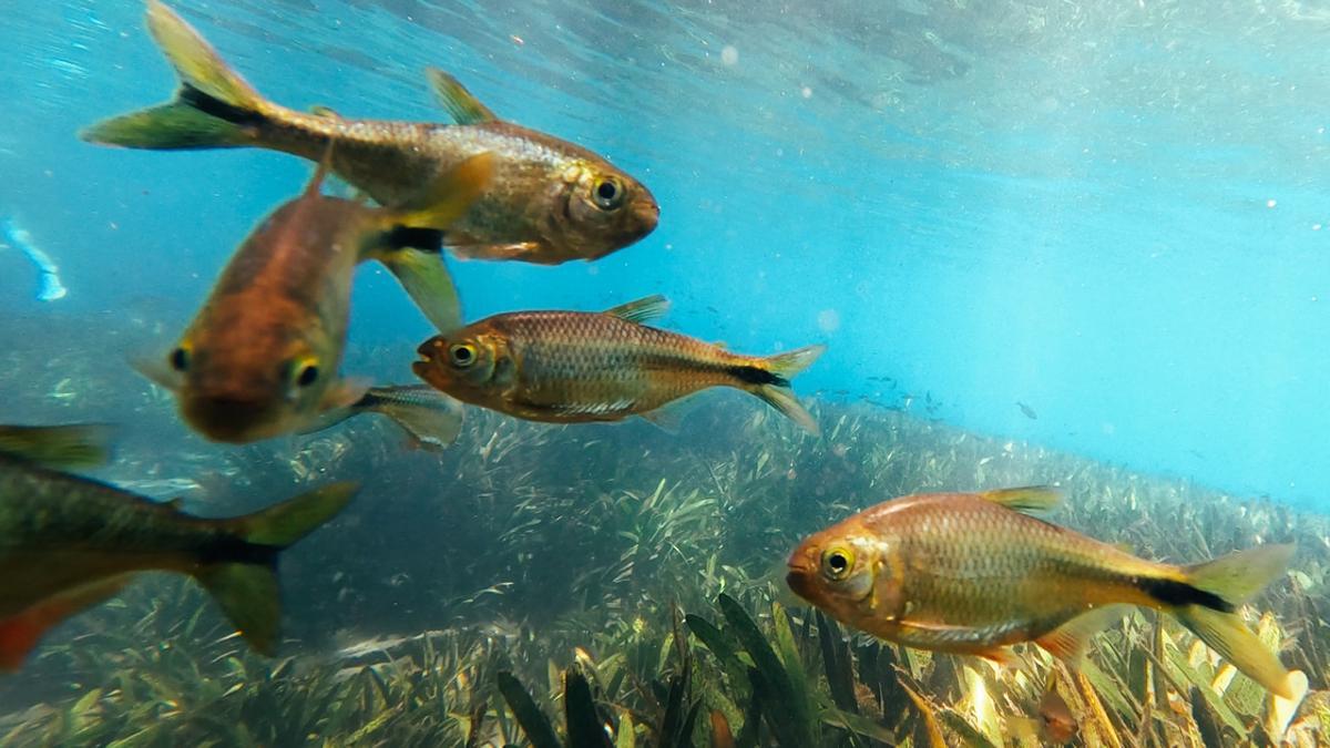 Ejemplares de 'Astyanax mexicanus', una especie en peligro de extinción, en su hábitat.