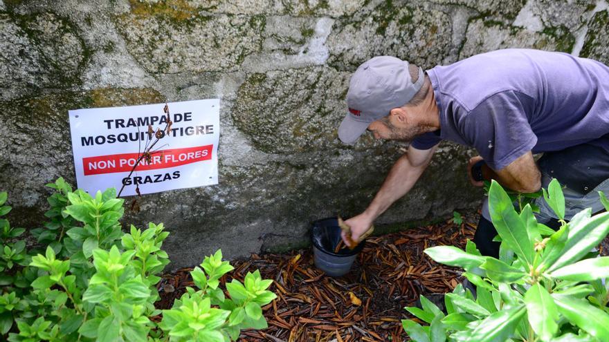 La Xunta confirma la presencia de mosquito tigre en Vilaboa