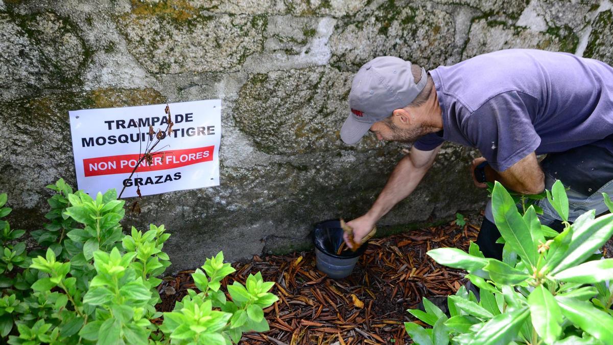 Una trampa contra el mosquito tigre en el cementerio de Moaña.