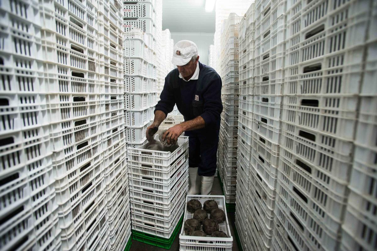Un operario retira la floridura del queso de piel florida de cabra.