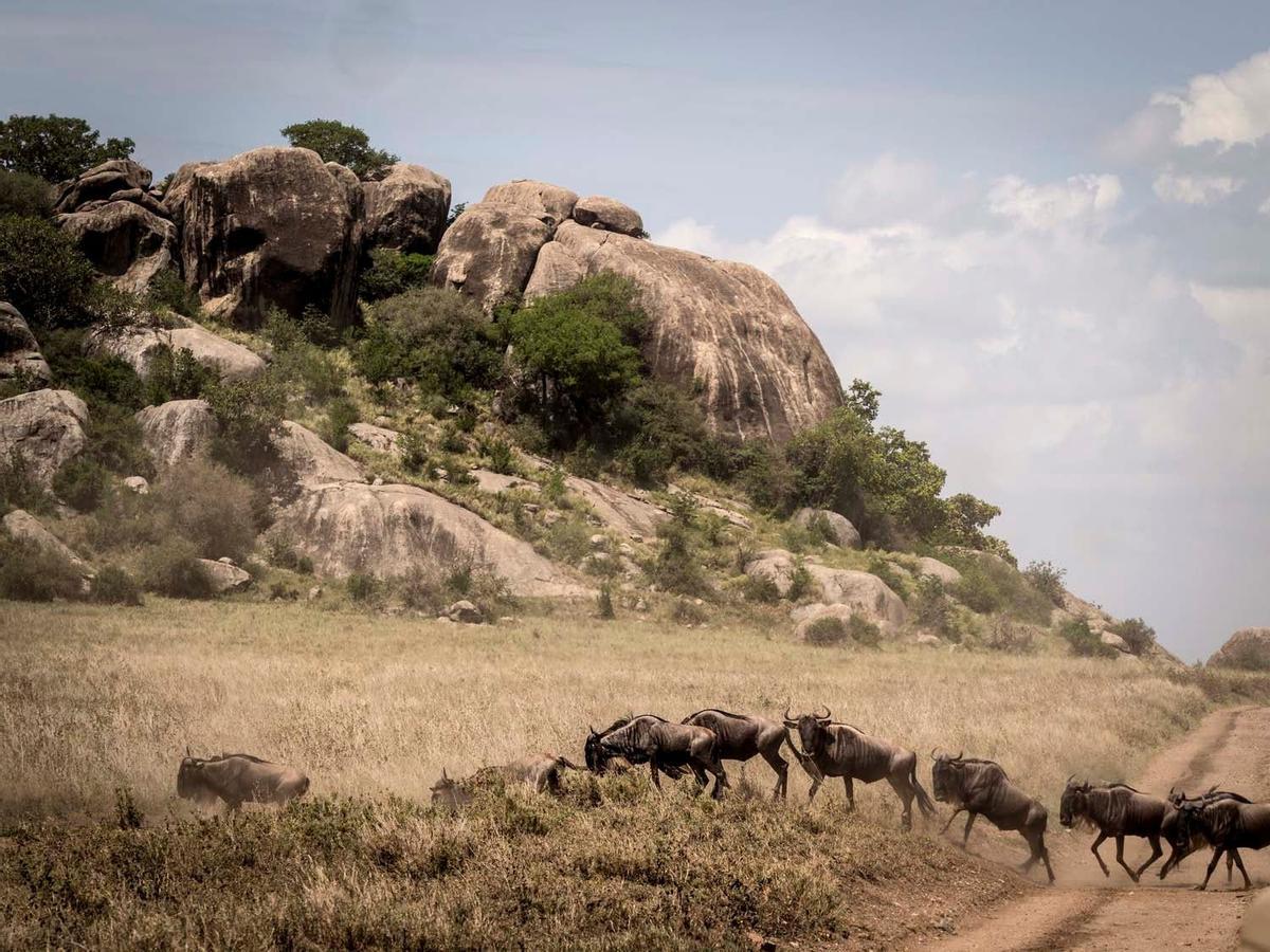 Migración de los ñus en el Parque Nacional Serengeti