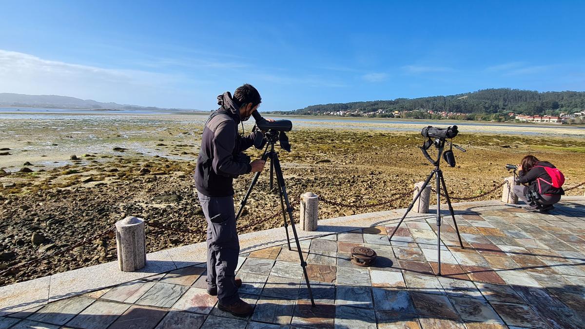 Observación de aves desde el mirador existente en la isla de A Toxa.