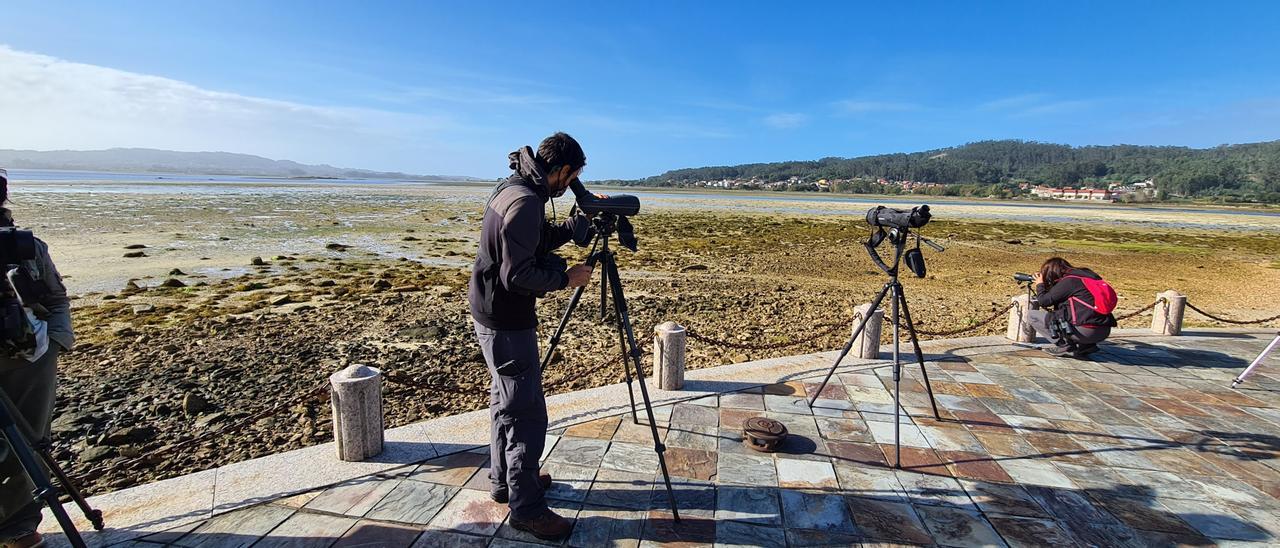 Observación de aves desde el mirador existente en la isla de A Toxa.