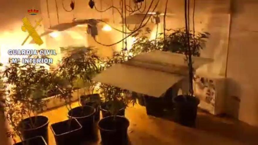 Tres detenidos y tres identificados por cultivar y traficar con marihuana en el Occidente asturiano