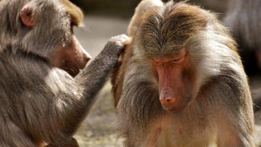 Tener amigas alarga la vida... al menos a los babuinos machos