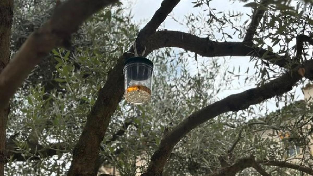 Trampas instaladas en los árboles de Tremp para capturar avispas asiáticas y evitar la formación de nuevos nidos.