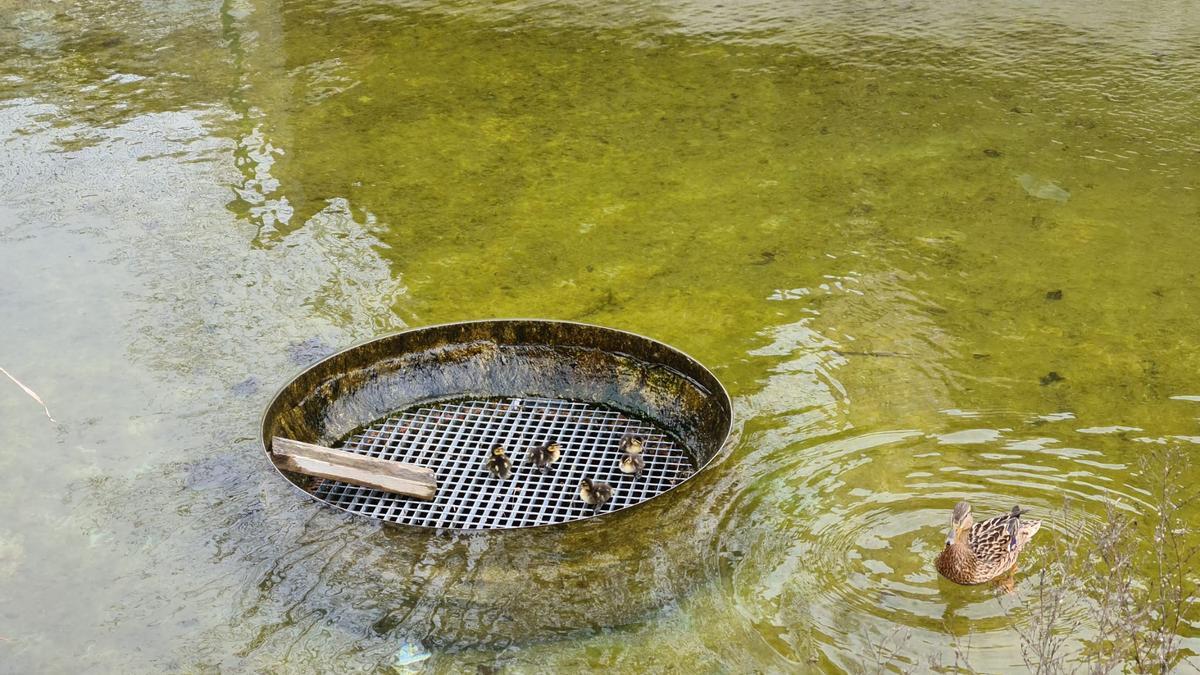 Els cinc aneguets quan estaven atrapats i la seva mare, al parc del Migdia.