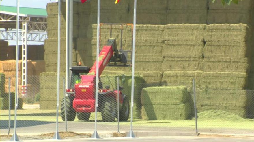 Aragón vendió 93.500 toneladas de alfalfa a China en el último año
