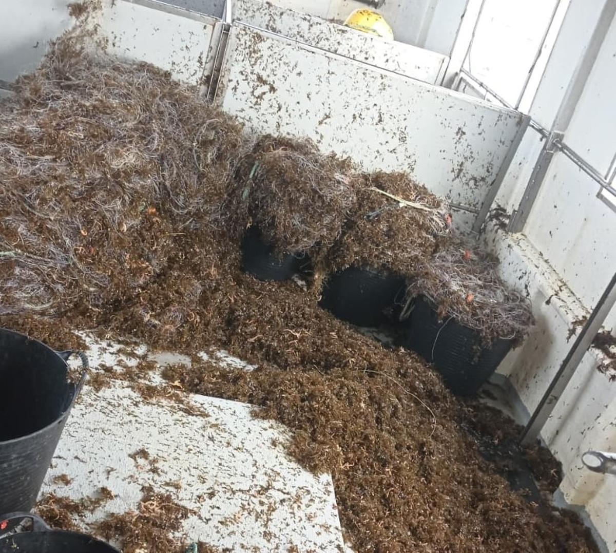 Restos del alga tras retirarla de unos aparejos en la ría de Arousa.