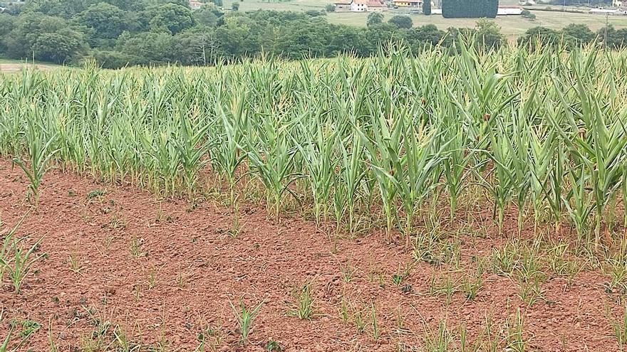 Asturias arrastra un déficit de lluvia del 23% y vive su séptimo octubre-julio más seco desde 1961