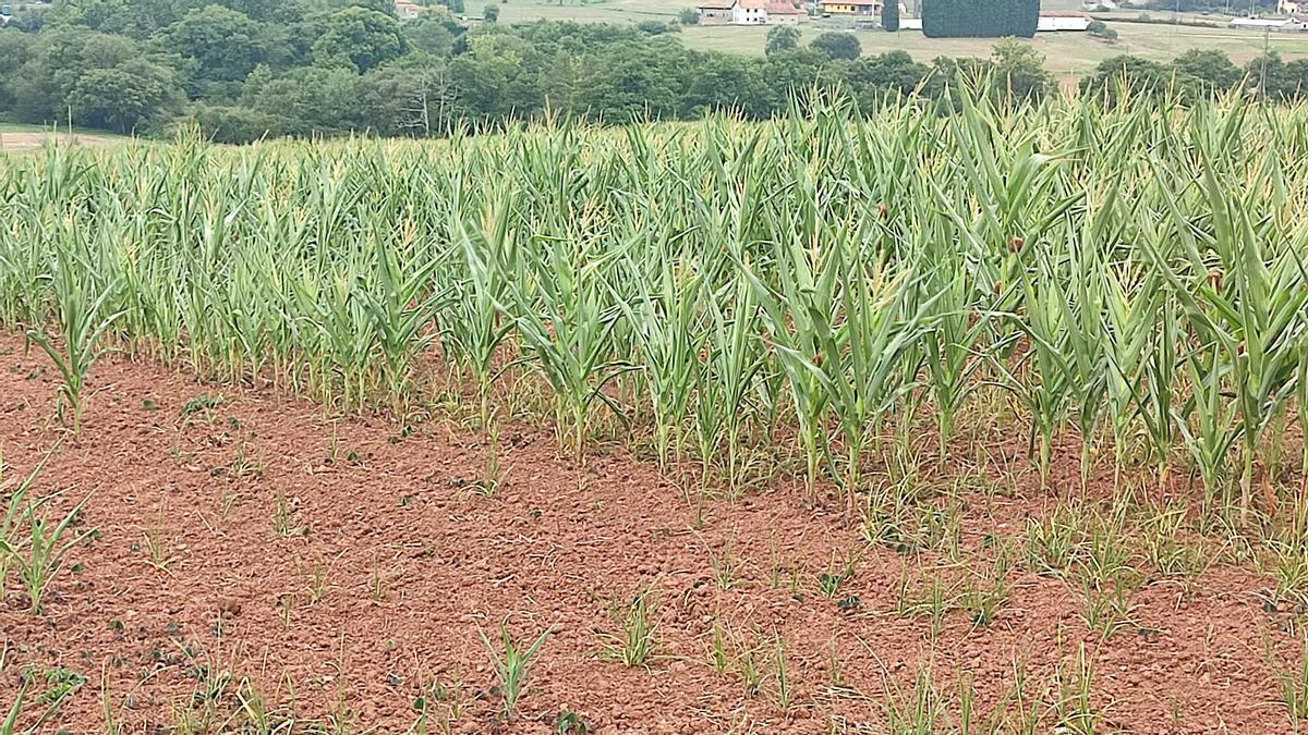 Campo de maíz en Asturias, afedtado por la sequía.