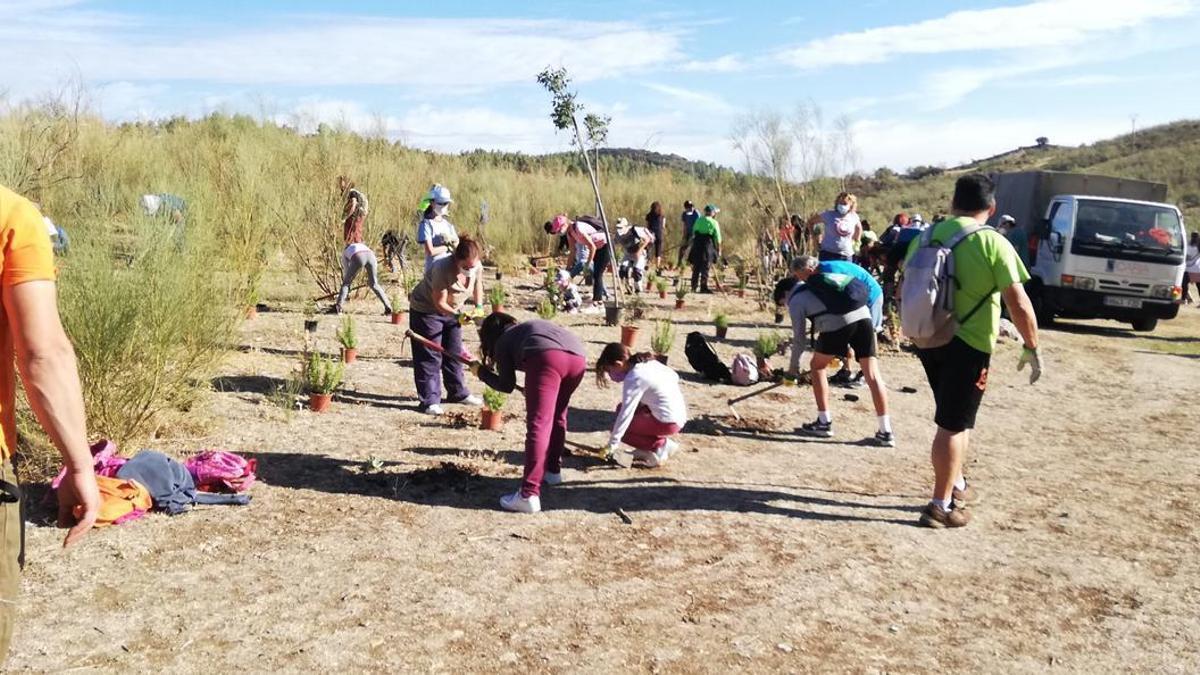 Las 'arboladas' organizadas por la Diputación de Málaga