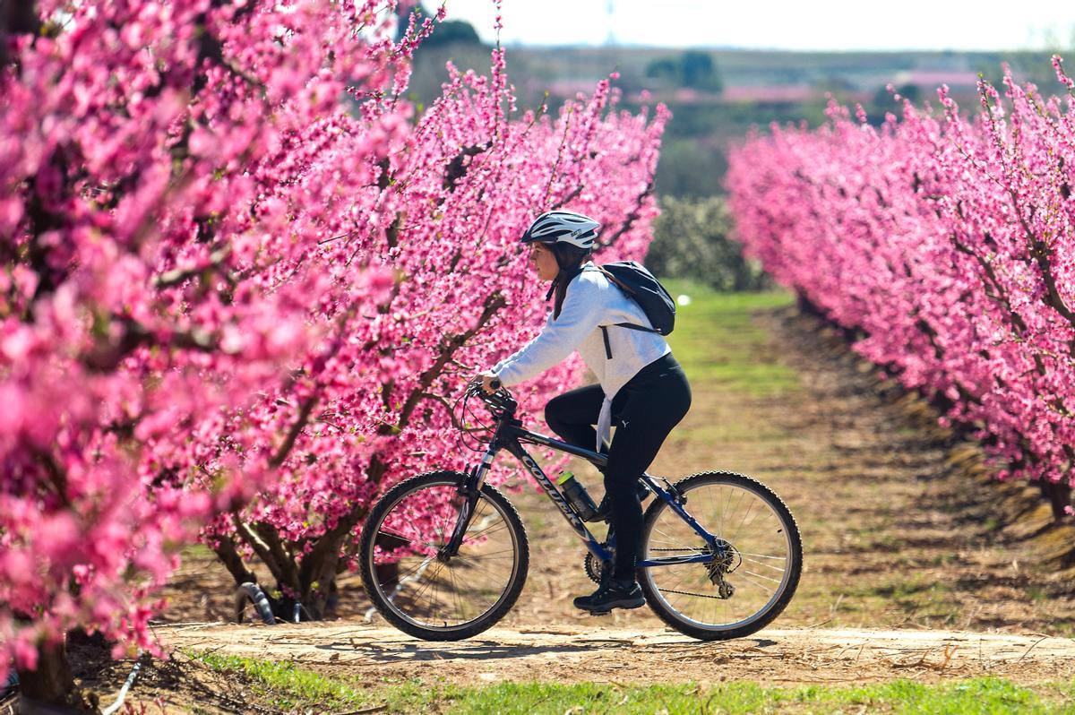 El espectáculo de la floración de los frutales en el Baix Segria, Lleida