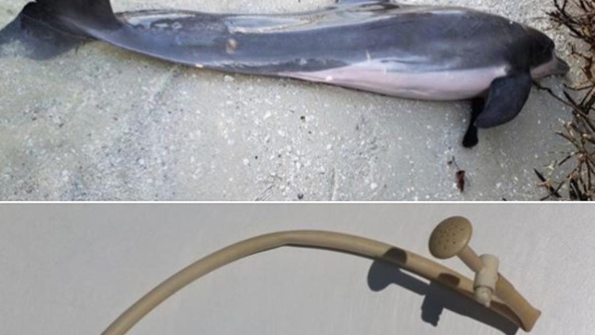 Hallada una manguera de más de medio metro en el estómago de un delfín muerto