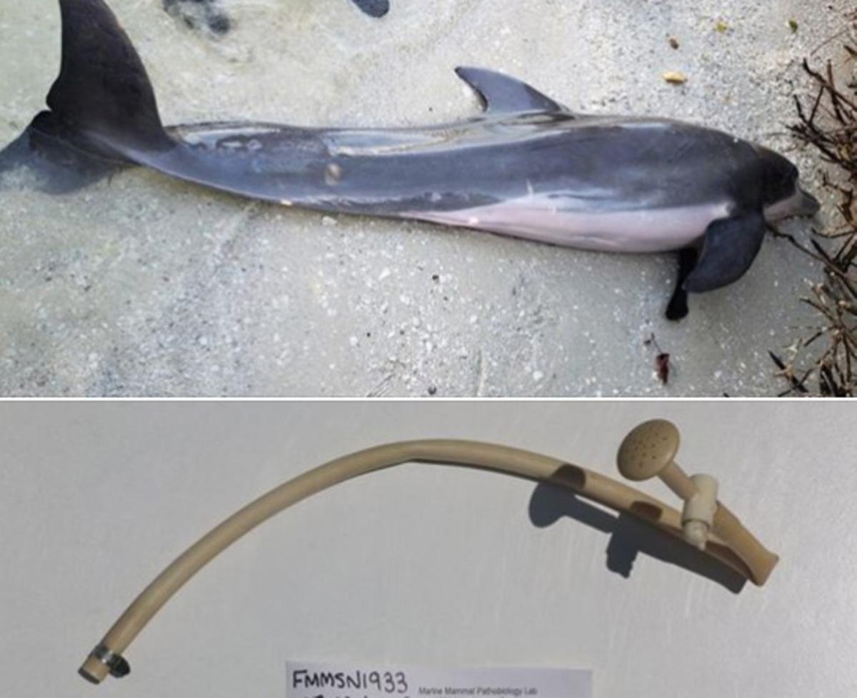 delfin-manguera
