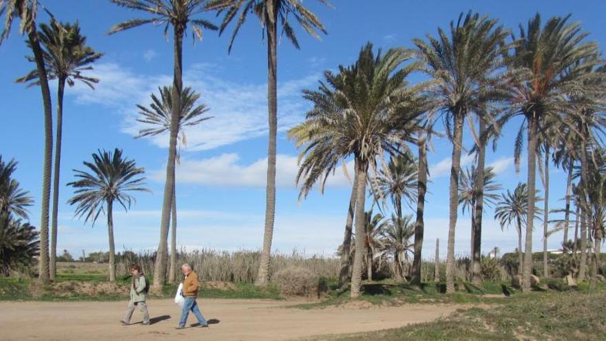 Plantación de aloe vera en el palmeral de Ferrís.