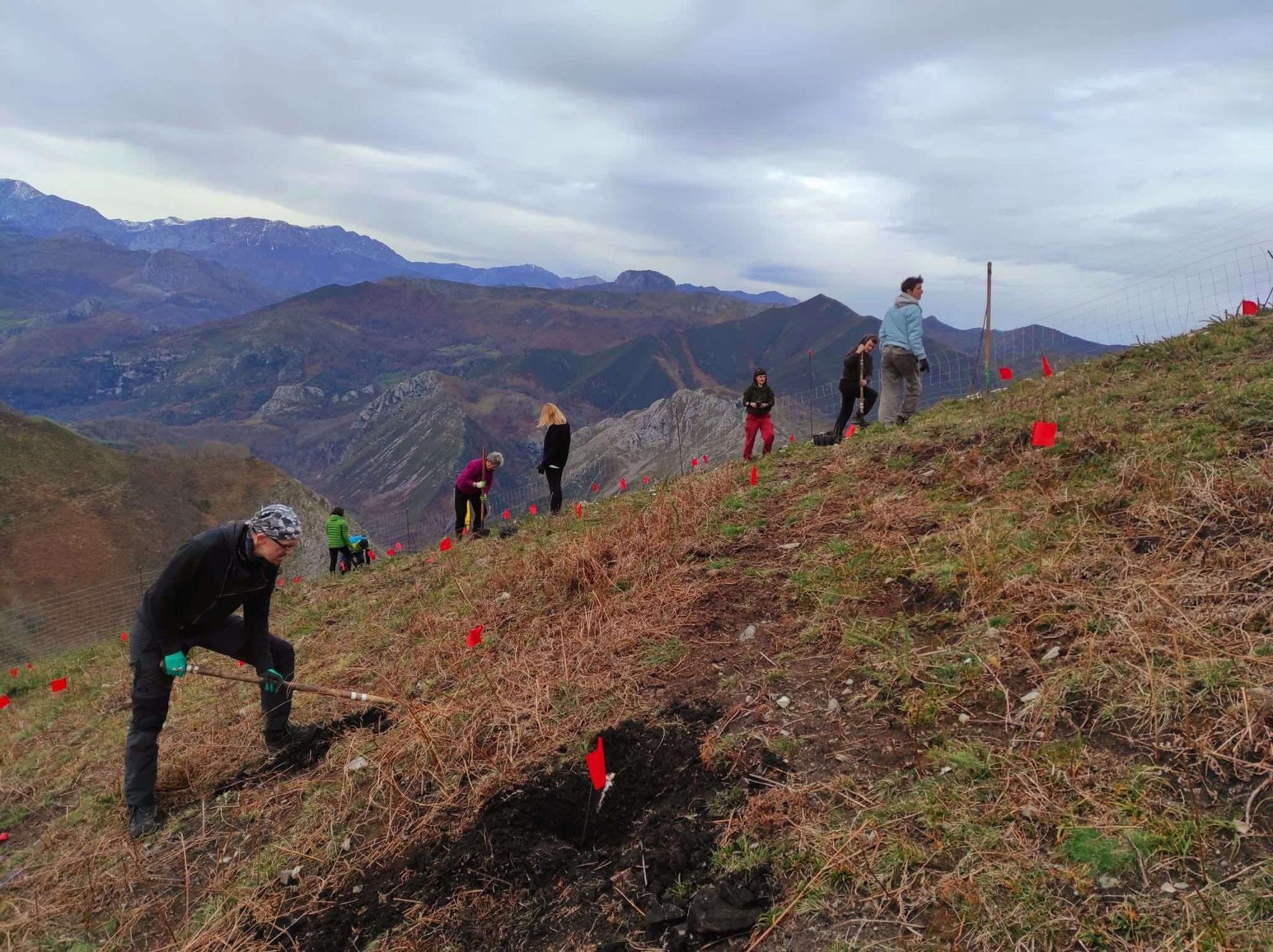 Plantación de 500 árboles en Les Cuerries, Cangas de Onís