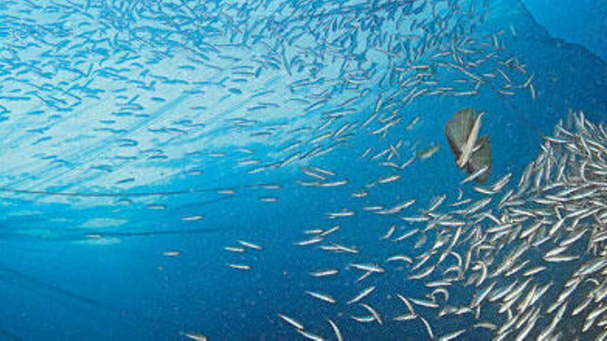 Los peces, concentrándose en la manga de las redes