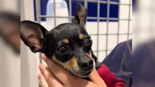 «El Jincho va fumao»: ese fue el diagnóstico de una veterinaria sobre un perro tembloroso que llegó a su clínica