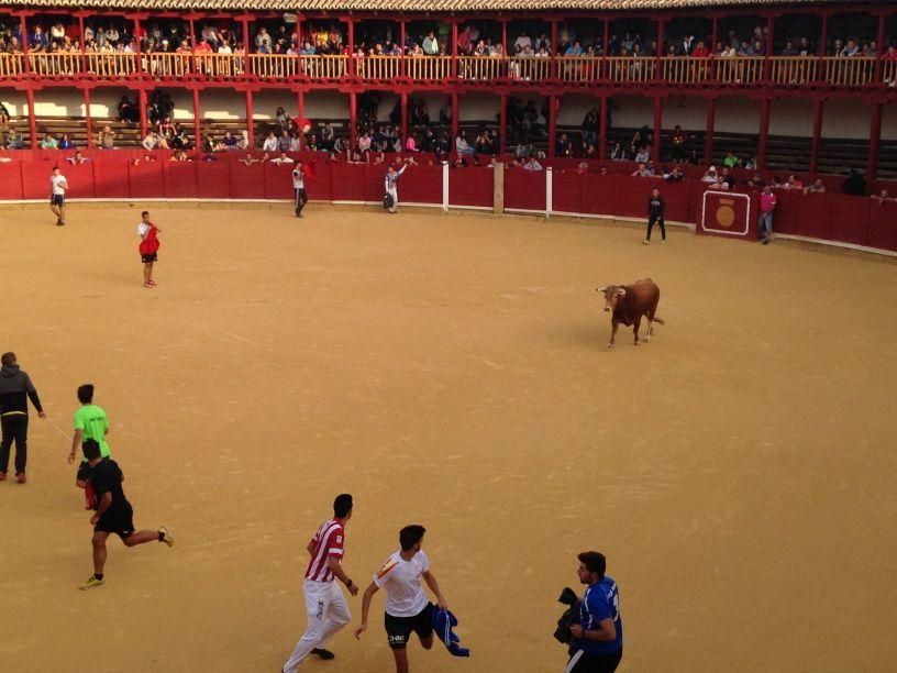 Fiestas Toro: Encierro urbano y suelta de vaquilla