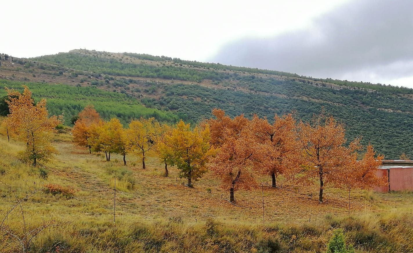 La truficultura invade la Serranía: una alternativa a los cultivos de serrano tradicionales