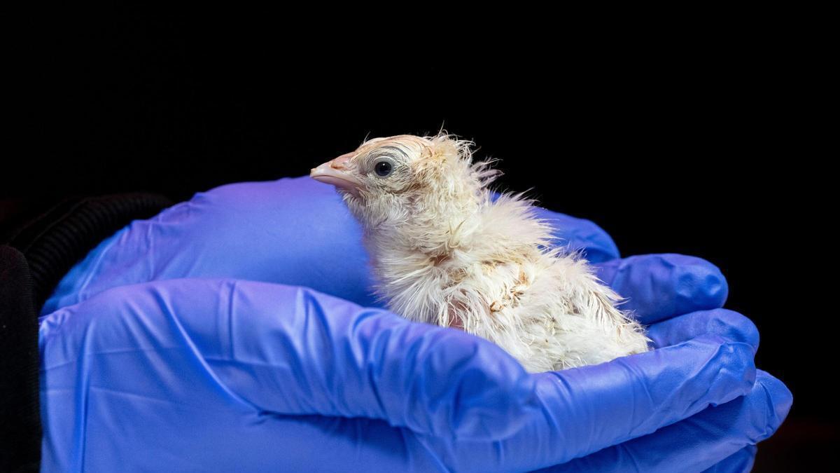Pollito nacido en un huevo artificial creado por la empresa