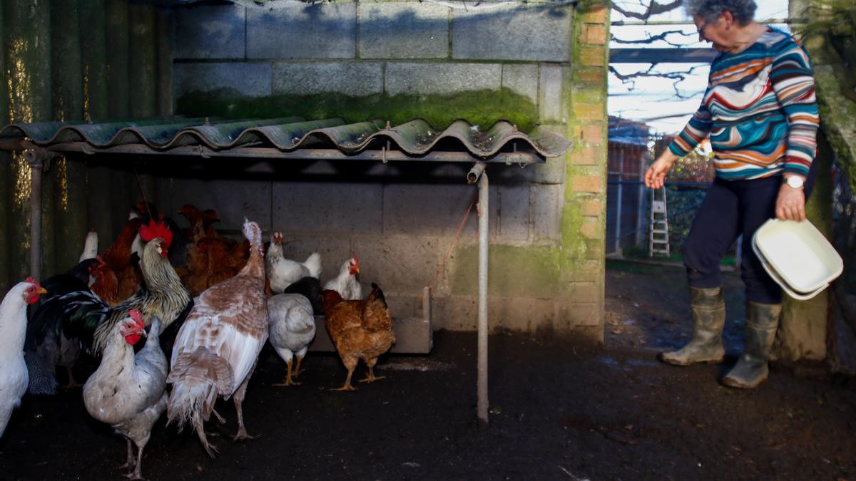 Gallinas y pavos en San Salvador de Meis.