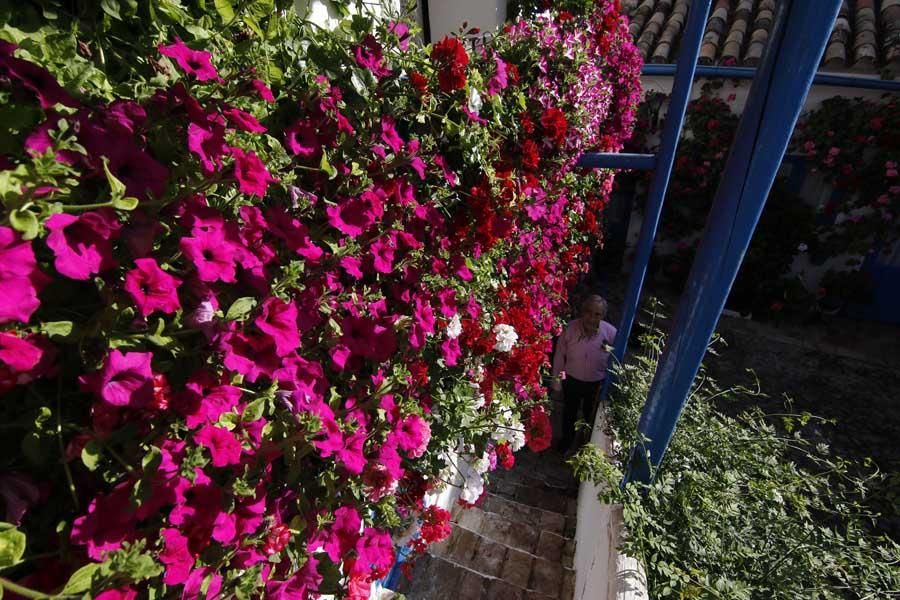 Los patios de Córdoba (1)