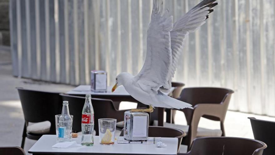 Una gaviota, posada sobre una terraza en Vigo. // Marta G. Brea