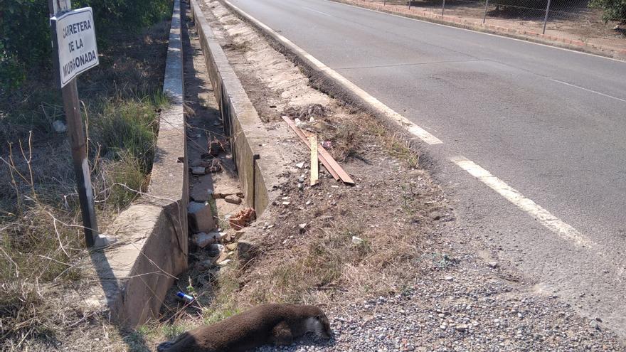 Localizan una nutria atropellada en el Camí de la Mar de Almassora