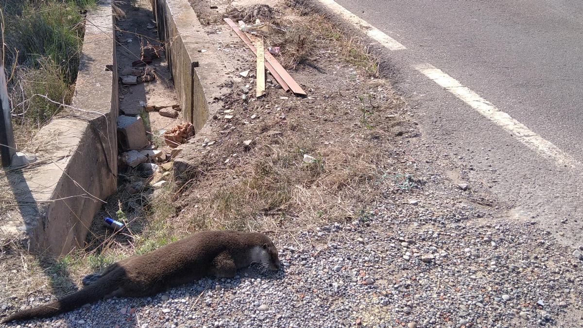 El servicio de limpieza de Almassora localiza una nutria atropellada en el Camí de la Mar, a 700 metros del Riu Millars.