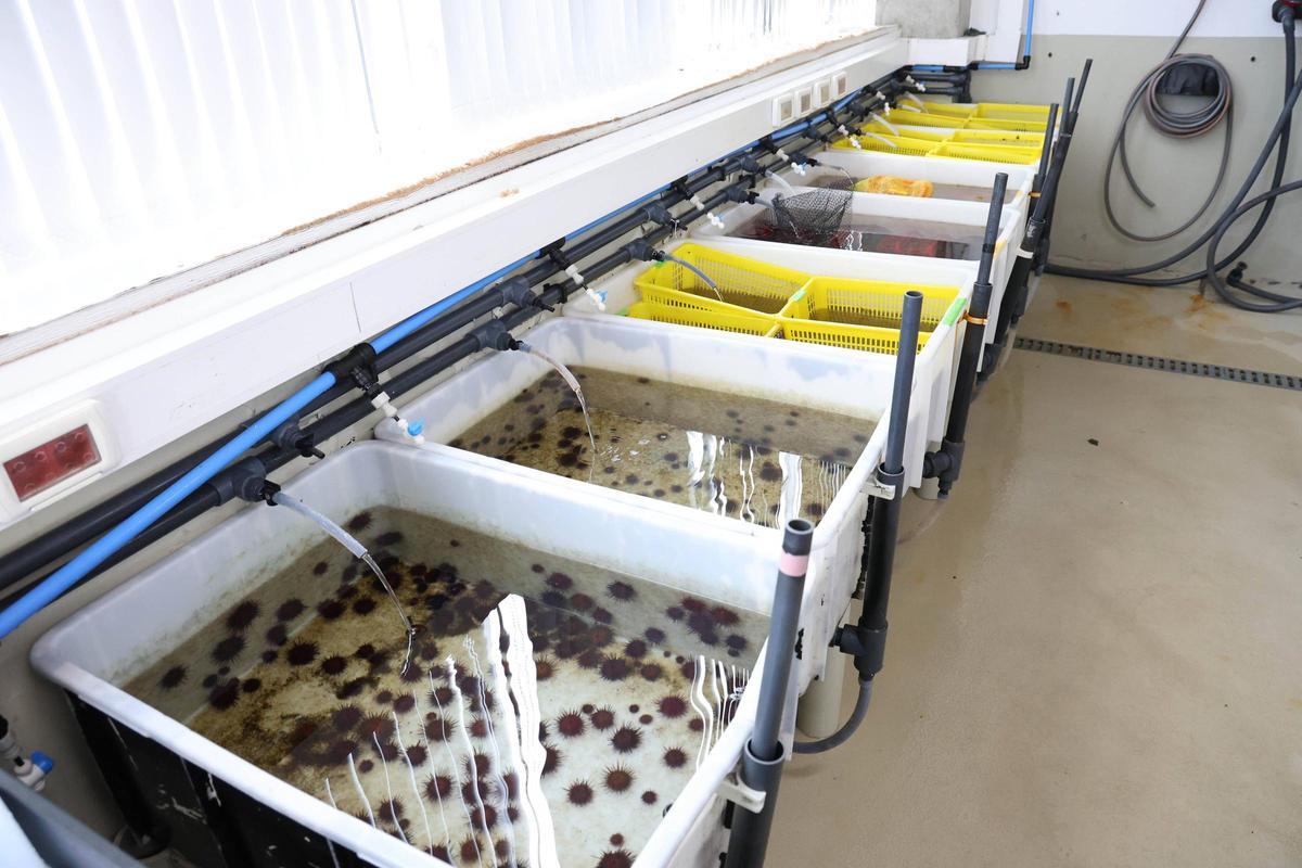 Tanques de cultivo de erizos.