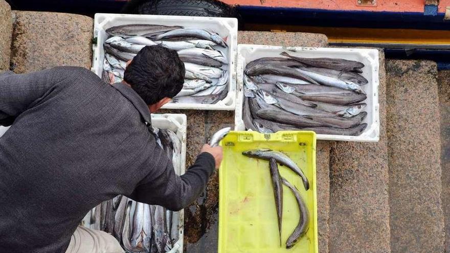 Un marinero descarga merluza en un puerto gallego.