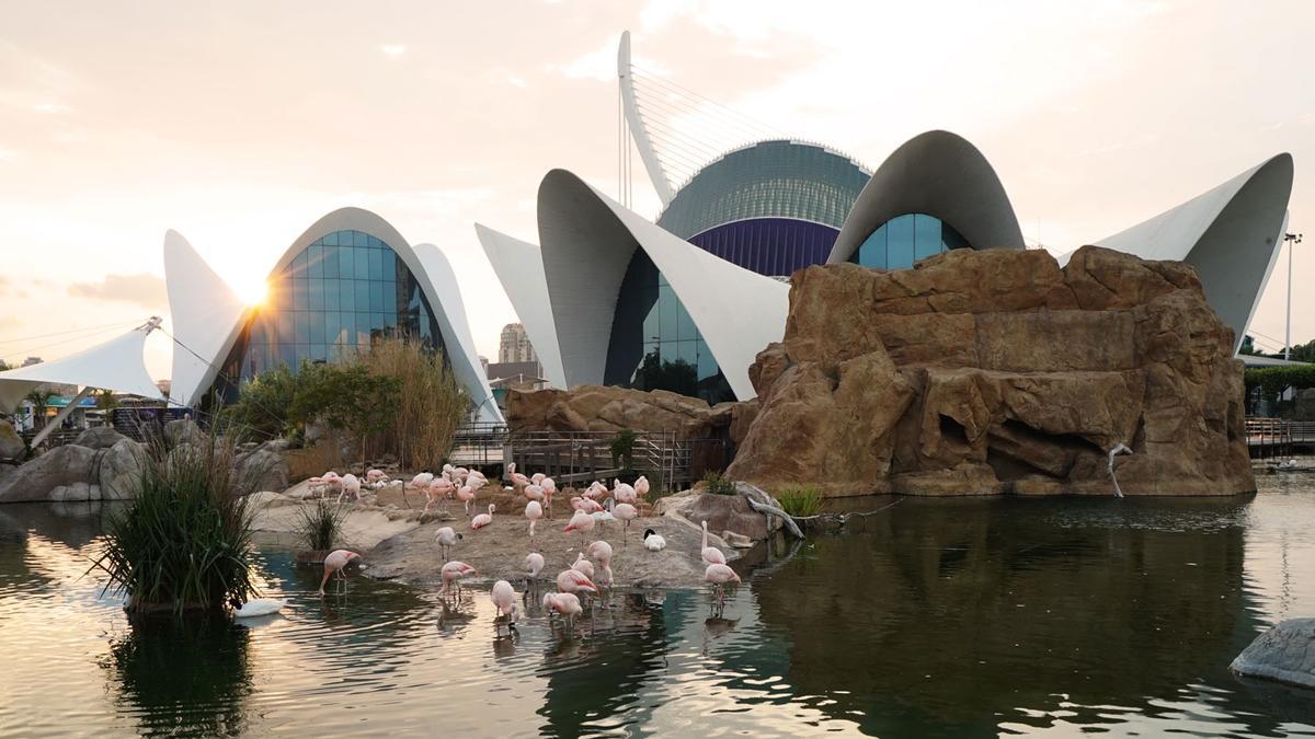 El Oceanogràfic proponer planes nocturnos para disfrutar de la noche de València.