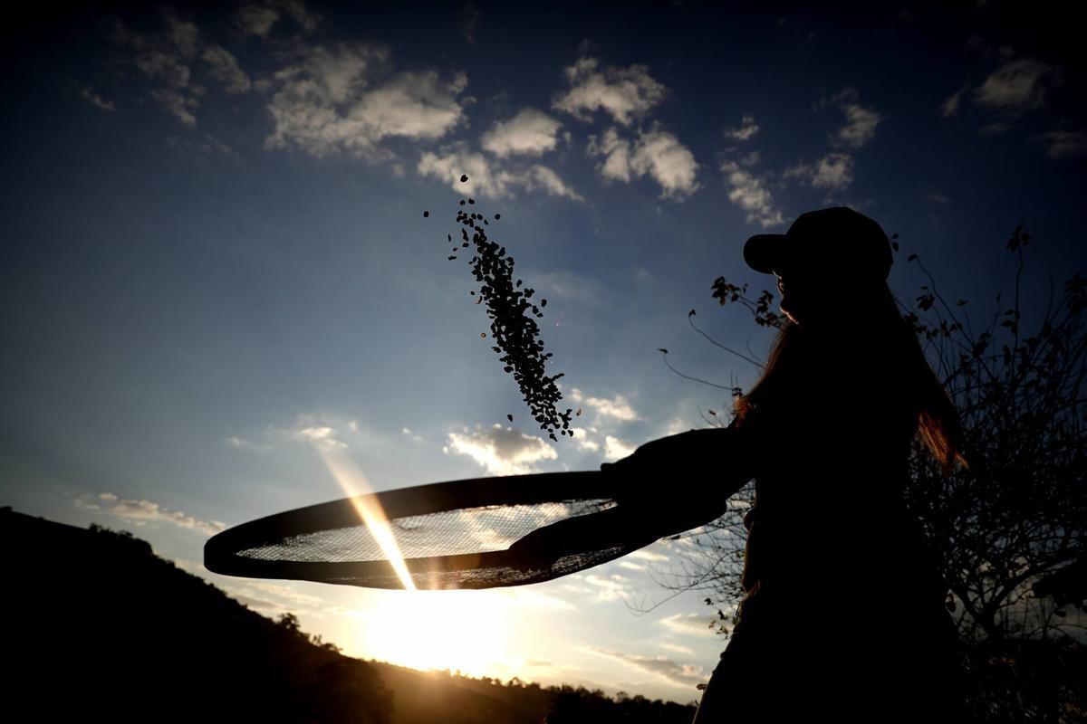 Un agricultor cuela granos de café en una hacienda en el estado brasileño de Minas Gerais.