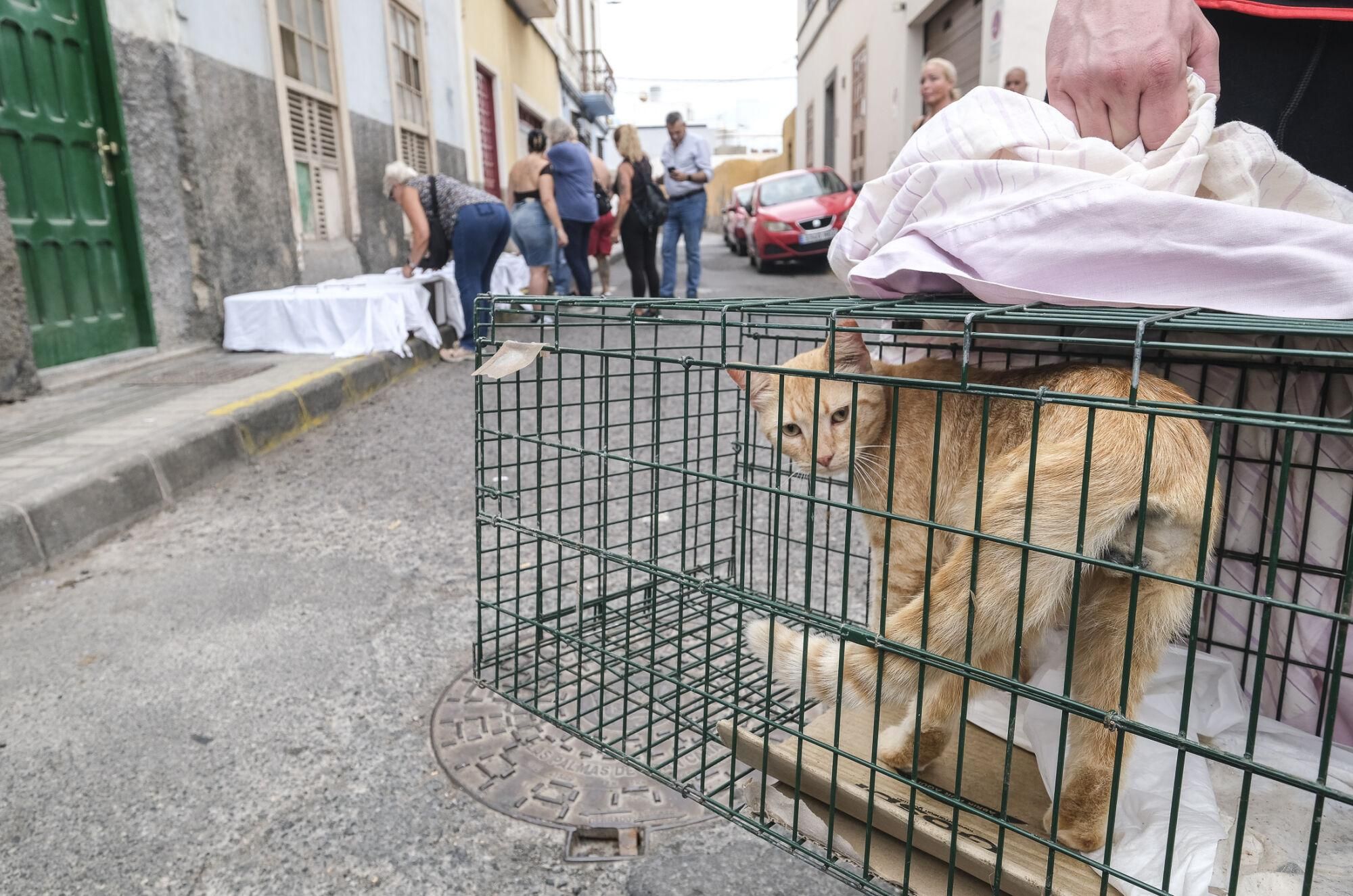 Suelta de gatos castrados en El Risco de San Nicolás