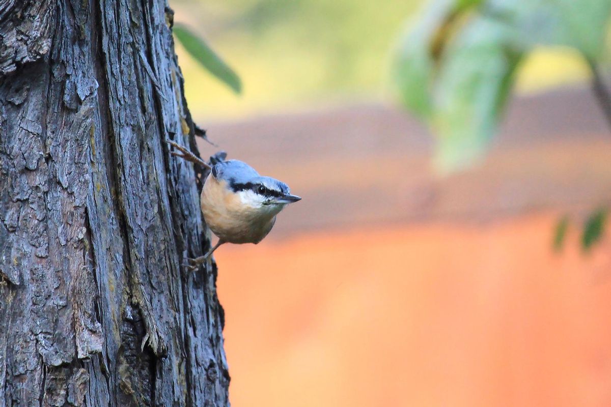 Las aves están reduciendo su tamaño por el cambio climático