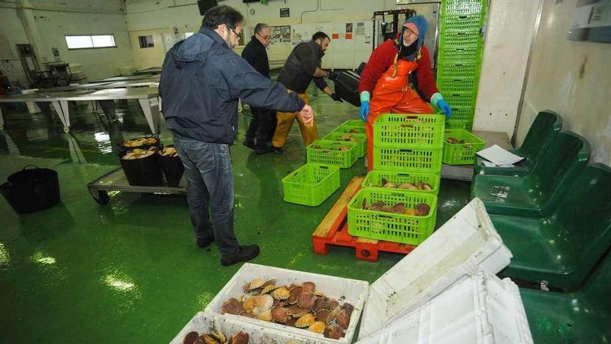 Momento en el que se organizan los lotes de vieira en la lonja de Tragove, antes de trasladarlos a la planta de evisceración. // Iñaki Abella