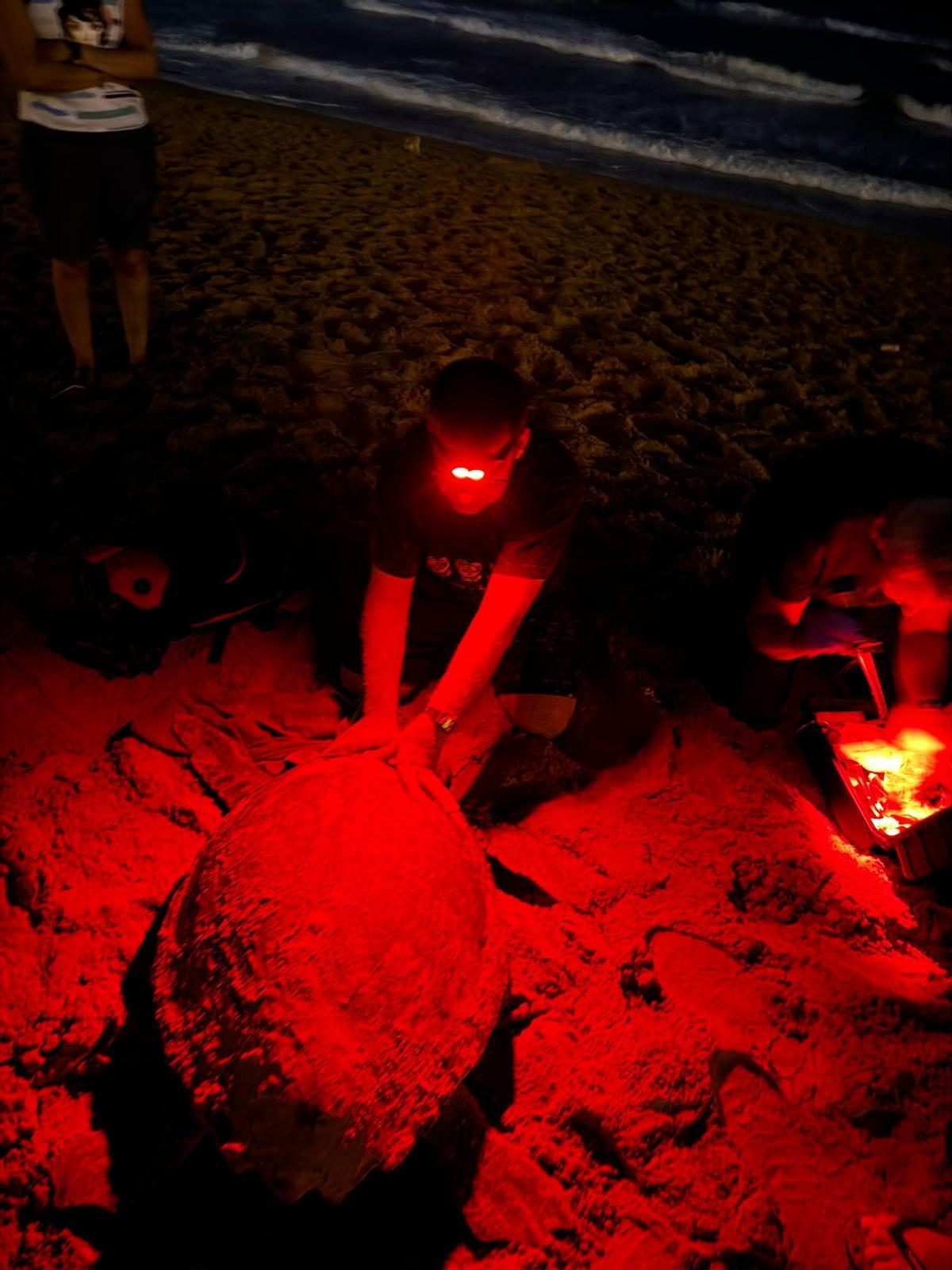 Un momento de la identificación del animal en la playa de La Mata