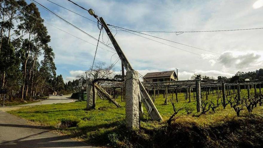 El tendido eléctrico se desplomó sobre una parra. // Iñaki Abella