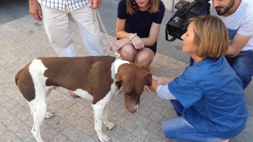 Casi 150 perros vacunados