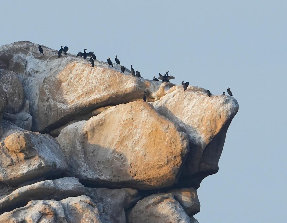 Cormoranes en uno de sus posaderos preferidos.