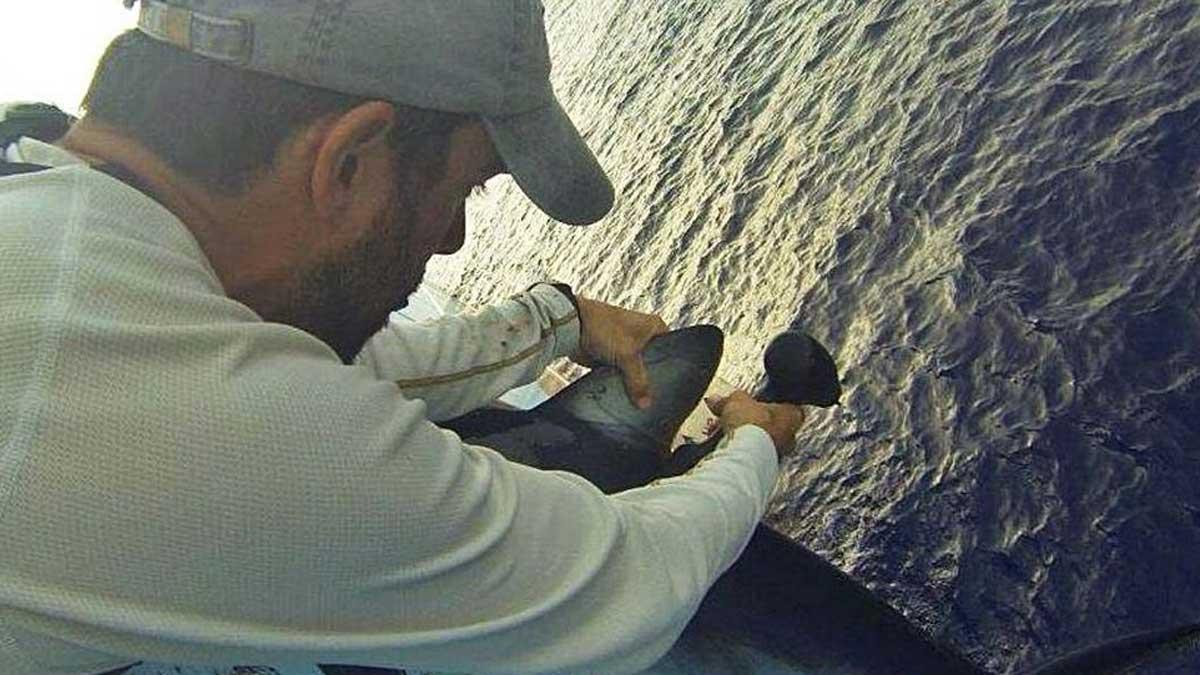 Gonzalo Mucientes, durante el marcaje de un ejemplar de tiburón azul en el Atlántico