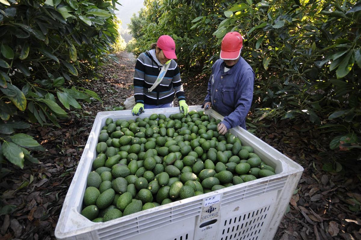 Agricultores en una explotación de aguacate