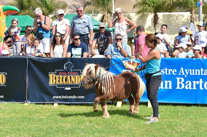 II Feria de mascotas, en Maspalomas