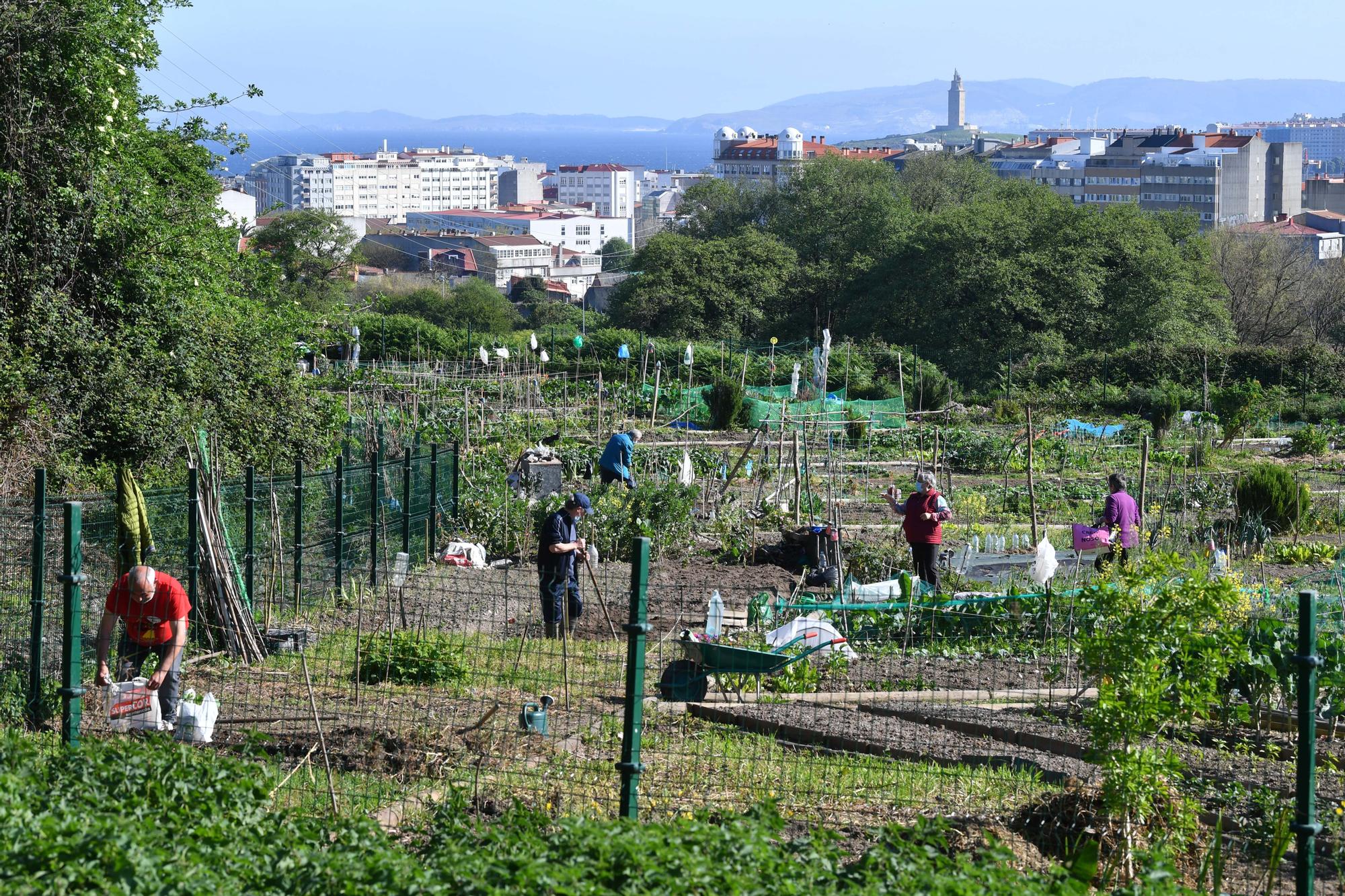 Huertos urbanos de A Coruña, un ocio saludable